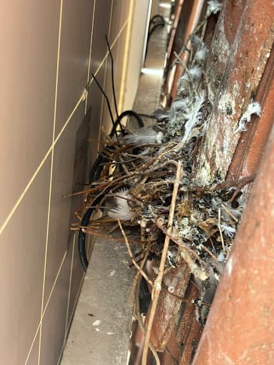 Pigeon Solar Panels — Customer photo
